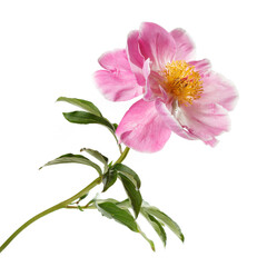 Beautiful pink peony flower with yellow center isolated on white background.