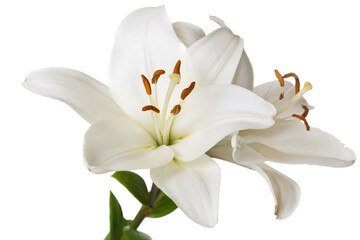 Delicate flowers of a white lily isolated on a white background.