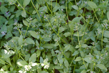 Young asperugo procumbens with small violet flowers background