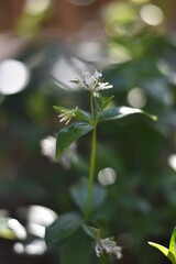 Blühender Taurischer Waldmeister (Asperula taurina)