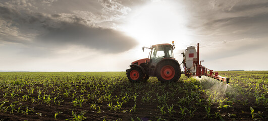 Tractor spraying corn field
