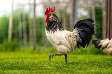 Foto op Plexiglas Lakenfelder rooster in the meadow © Giordano Aita