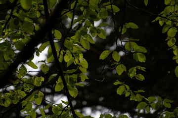 Fototapeta premium Feuilles de hêtre commun (fagus sylvatica) 1