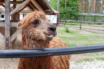 Portrait of a llama in a paddock on a farm in summer