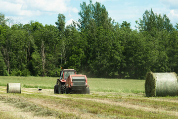 Obraz premium agricultural field during hay harvesting and making bales for livestock