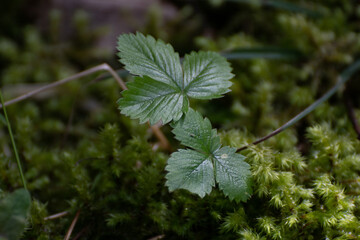 Fraisier des bois (fragaria vesca) 2
