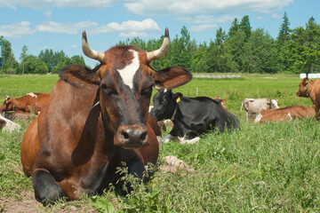 Cow resting on a farm field against the background of summer countryside. Raising cows and cattle for milk and meat production.