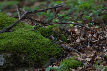 Campagnol des bois (Myodes glareolus) 3