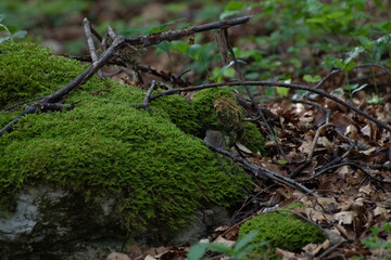 Campagnol des bois (Myodes glareolus) 1