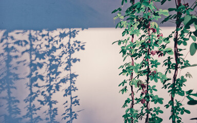 climbing plant Akebia quinnata with shadow on the facade, colour graded