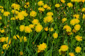 dandelion blooming, dandelion blooming allergy selective focus