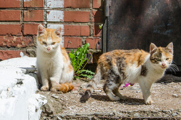 Cute little hungry kittens, colorful stray cats beg for food. selective focus