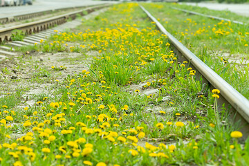 dandelions blooming on tram tracks in the city