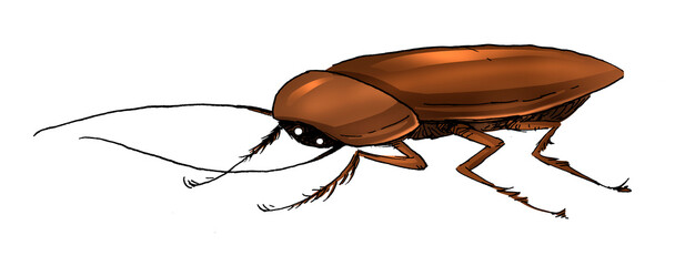 Insect cockroach illustration