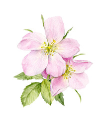 A delicate pink rosehip flower with leaves. The illustration is drawn in watercolour.