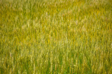 黄金色の広がる麦畑