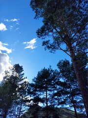 Fototapeta premium Pine trees and sky