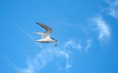 Fototapeta na wymiar A Common Tern flying on a blue sky with a small fish in its mouth