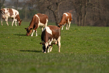 Fototapeta na wymiar Red and white cows graze in green grassy Dutch meadow