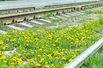 dandelions blooming on tram tracks in the city