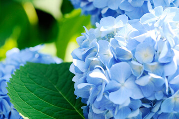 青色の花　紫陽花