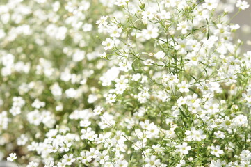 白色の小花