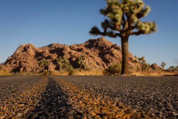 Close up of yellow strips on dark road with blurry joshua tree in background in national park in america