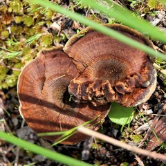 Fungi (Coltricia) growing naturally, South Australia