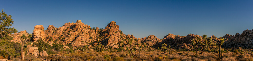 Panorama shot of many joshua trees in dry deser bush with rock hills in national park in america