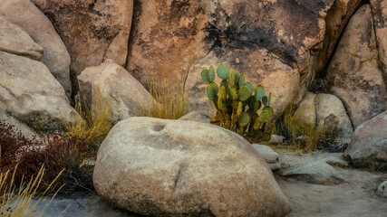 Clos eup of big stone and cactus with rock wall and dry plants in joshua tree national park in america