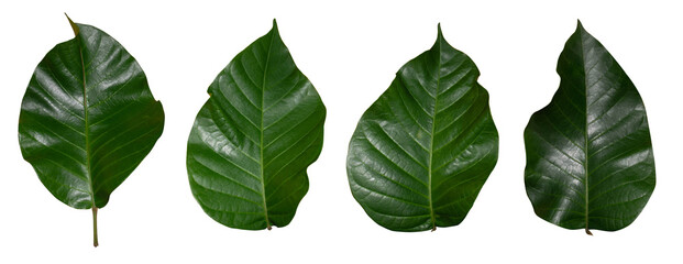 Isolated green leaves of santol tree In a white background
