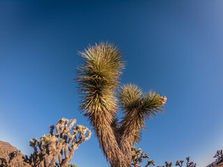 Obraz premium Close up of detail of thorns of green part joshua tree against blue sky at morning sun in america