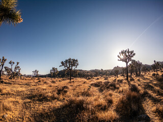 Wide shot of field of joshua trees cactus and shadows in dry desert bush in national park in america