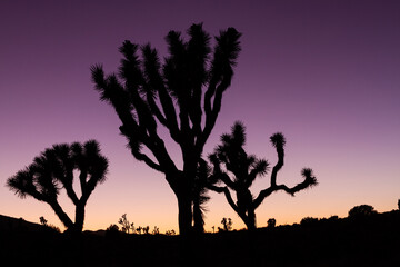 Fototapeta na wymiar Close up of silhouette of three joshua trees on horizon against colored orange, violet, purple sunset sky in america