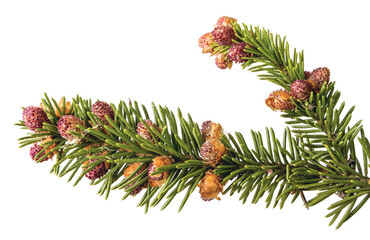 fresh spruce buds close up on a white background