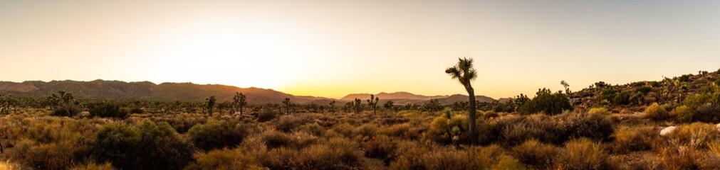 Fototapeta premium Panorama shot of joshua trees in dry desert nature of national park in america at sunset