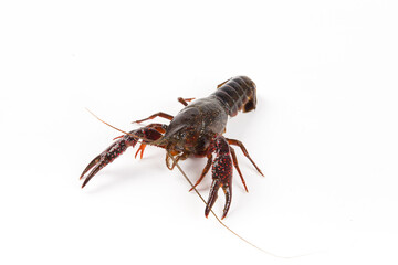 Live crayfish close up isolated on a white background.