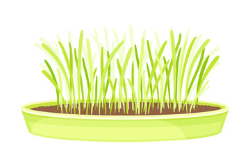 Microgreens as Vegetable Greens Growing in Plastic Container Vector Illustration