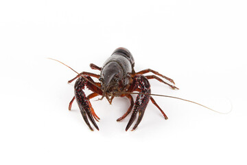 Live crayfish close up isolated on a white background.