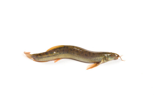 Fresh live loach isolated on white background