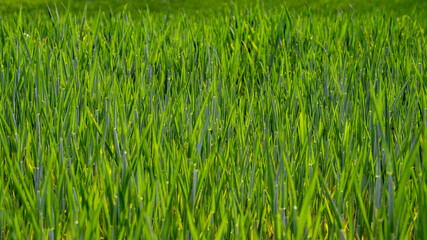 Green grass background. Sunny summer day
