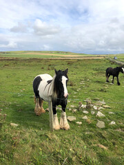 Fototapeta na wymiar Orkney Landscape Field with Ponies