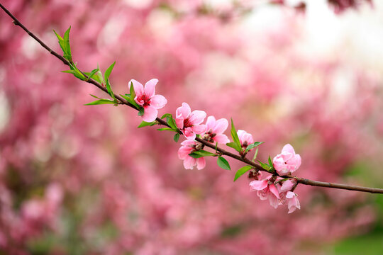 Peach trees blossom in spring