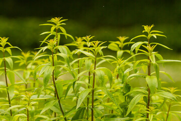 Aloysia citrodora, lemon verbena, medicinal herb with green background, flora concept.