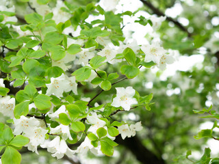 5月の花　シロヤシオ　ゴヨウツツジ