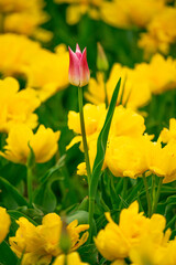 Obraz premium Tulip field in the Netherlands with beautifully colored blooming tulips