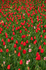 Tulip field in the Netherlands with beautifully colored blooming tulips