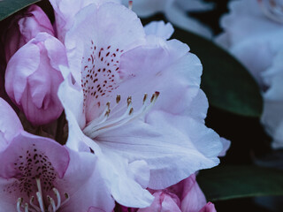 summer flowers