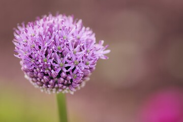 Allium Giganteum blooming , ornamental garlic flowers, closeup.