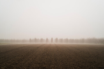 morning mist on the field